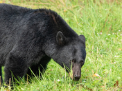 Rocky Mountain Black Bear