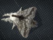 Tolype velleda Moth