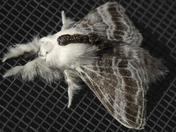Tolype velleda Moth