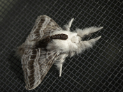 Tolype velleda Moth