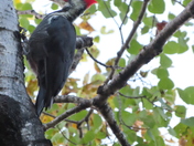 pileated woodpecker