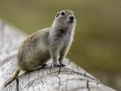 Curious Prairie Dog