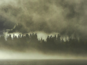 Dense Fog in The Khutzeymateen Grizzly Bear Sanctuary 