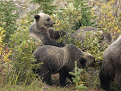 There's nothing called too much berry 