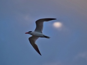 Caspian Tern