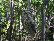 Alberta's Official Bird