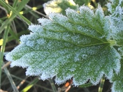 Frosty macro photo