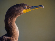 Double Crested Cormorant