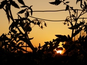 Tomato Sunset
