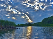 Swans in the sunlight.