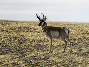 The Pronghorn