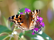 Compton Tortoiseshell   butterfly
