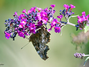 Compton Tortoiseshell   butterfly