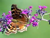 Compton Tortoiseshell   butterfly