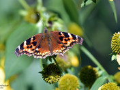 Compton Tortoiseshell   butterfly