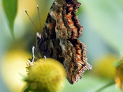 Compton Tortoiseshell   butterfly