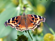 Compton Tortoiseshell   butterfly