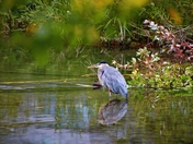 Blue Heron In A Summer Park