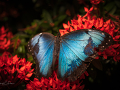 Beautiful Blue Butterfly