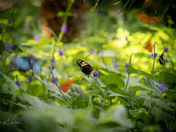 Butterflies everywhere