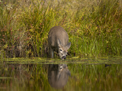 Snacking on Lily pads