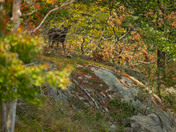 Somebody's Watching Me