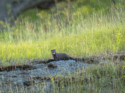 And the Mink Says...