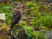 Hawk on a Rock
