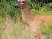 Beauty of a Doe