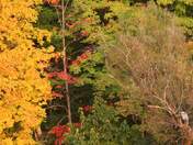 Blue Heron and fall colours
