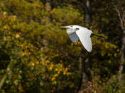 Autumn Great Egret 