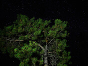 Alpine Night Sky - Jasper National Park