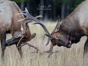 Young elks sparring 