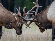 Young elks sparring 