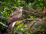 Raptor CloseUp