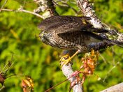 Raptor CloseUp