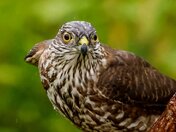 Raptor Extremely CloseUp
