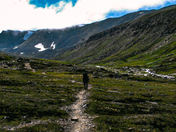 A Walk on the Wild Side