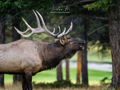 Bull Elk