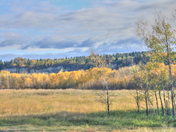 Meadow with Poplars