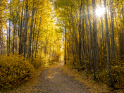 Golden Forest