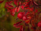 Red Roses