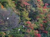 Fall colours and Egrets