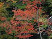 Fall colors and Egret sitting in the tree