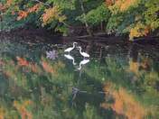 Egrets enjoying some relaxing Time in the water