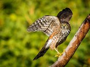 Wings Up Going No Where