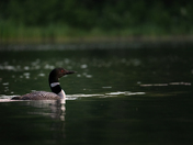 Loon of the Lake