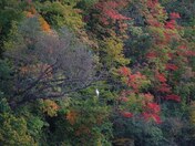 Fall colours and a Lone White Egret enjoying the views