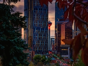 Downtown Calgary Framed By Fall Foliage