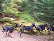  One second of a dogs life.